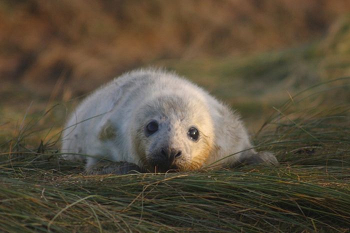 baby seal