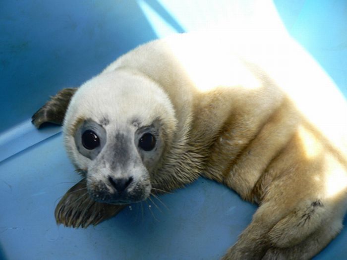 baby seal