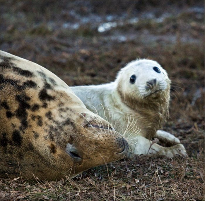 baby seal