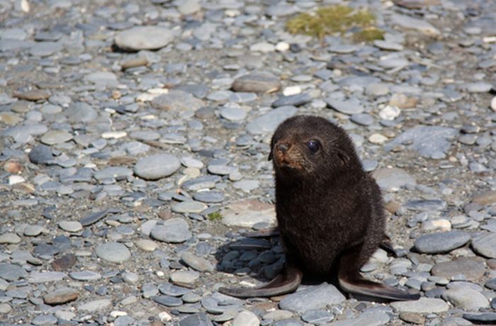 baby seal