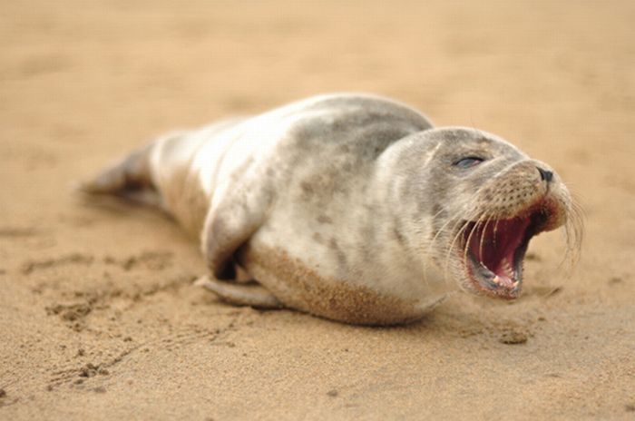 baby seal