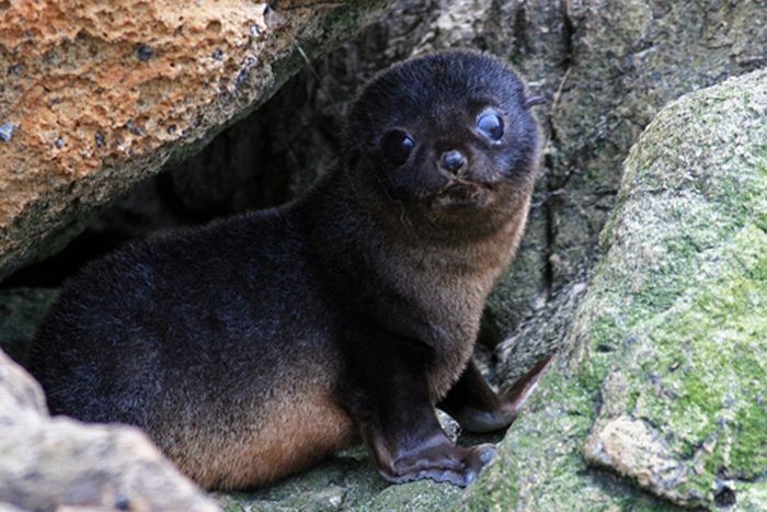 baby seal