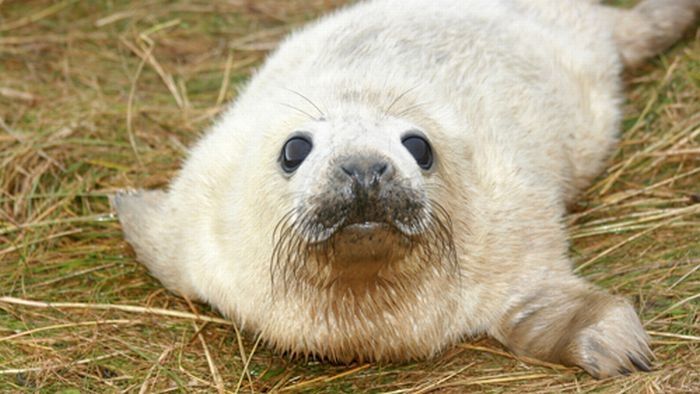 baby seal