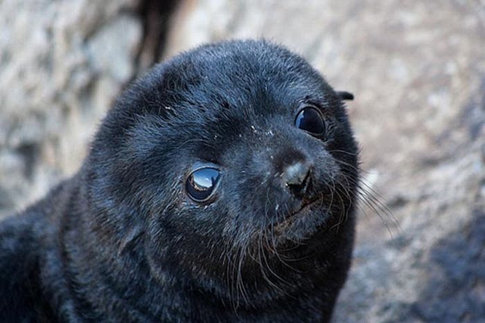 baby seal