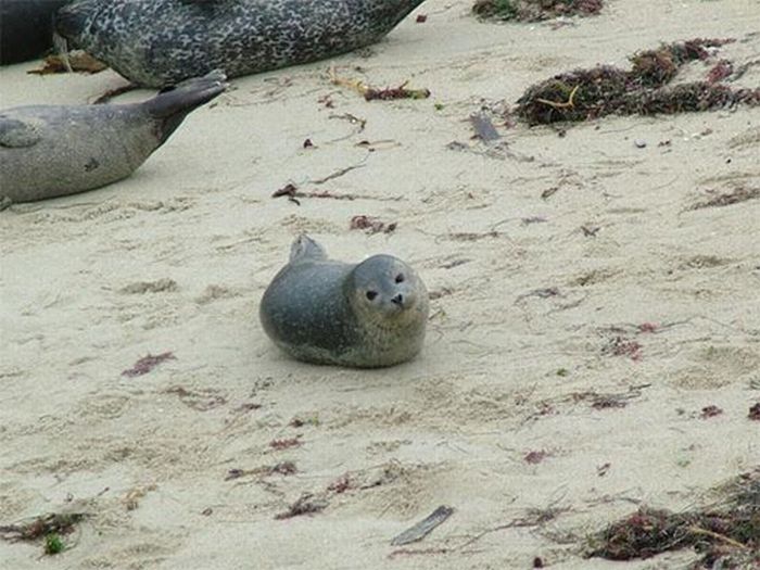 baby seal