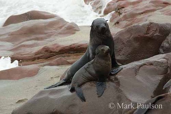 baby seal