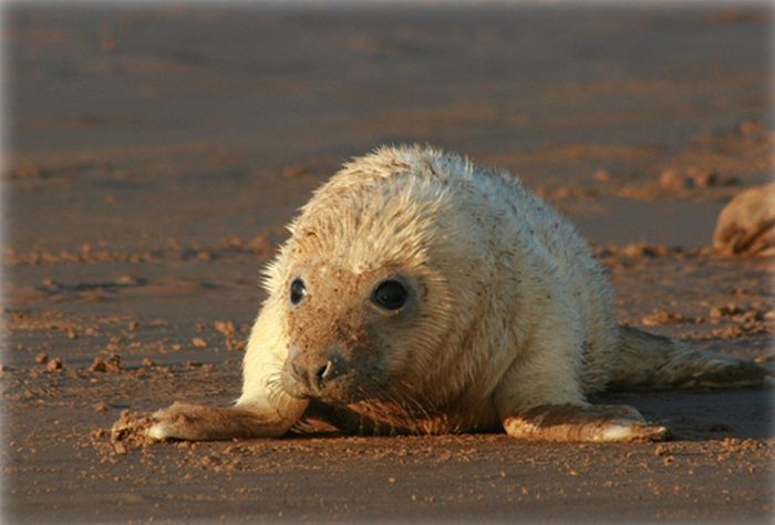 baby seal