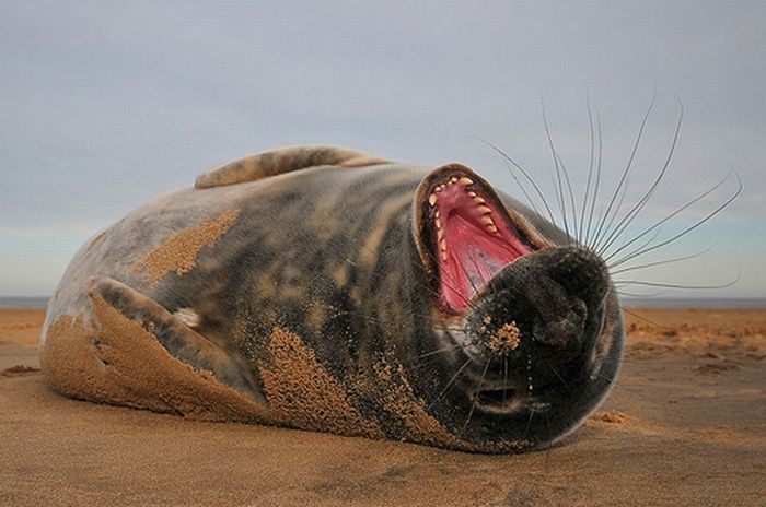 baby seal