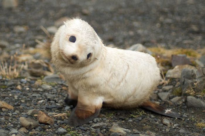 baby seal