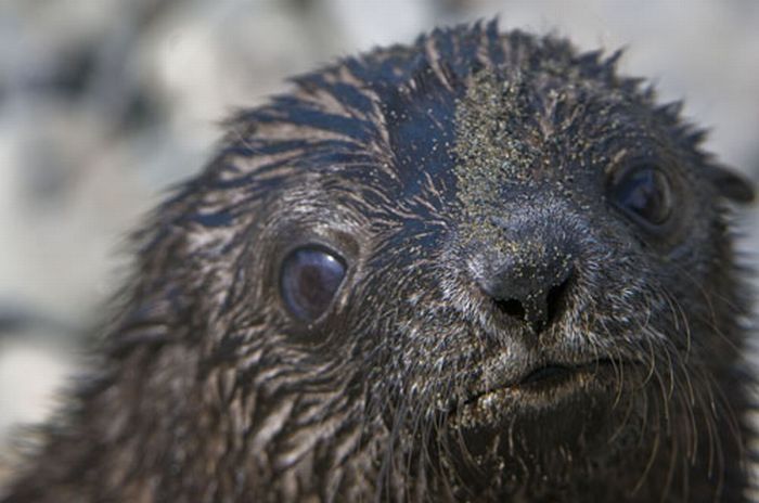 baby seal