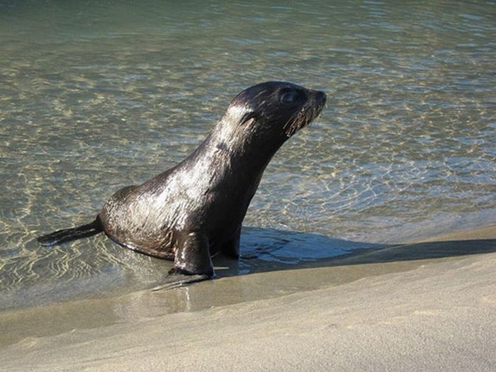 baby seal