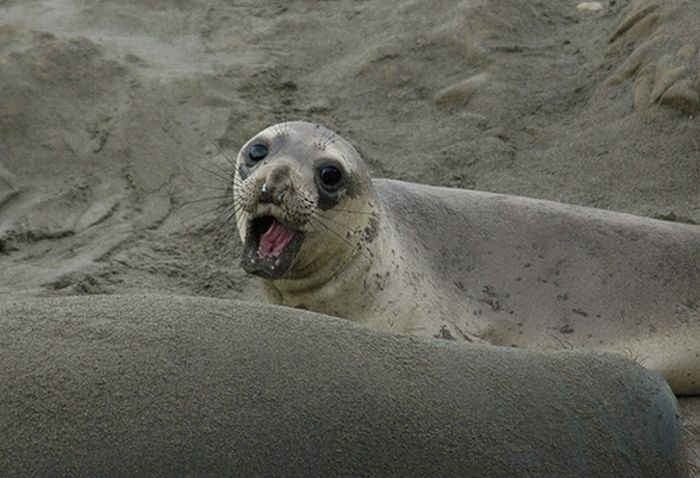 baby seal