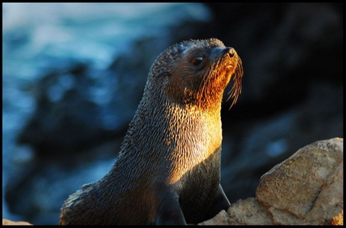 baby seal