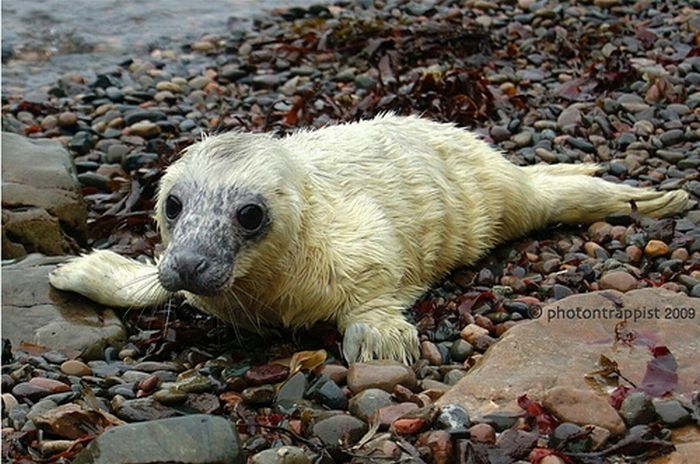 baby seal