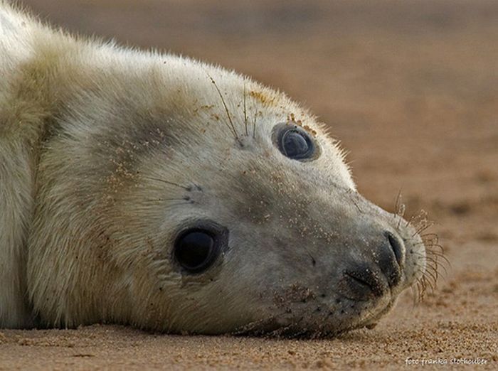 baby seal