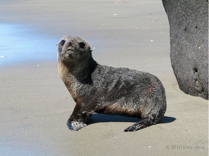 baby seal