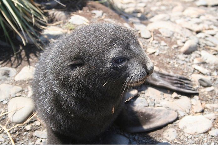 baby seal