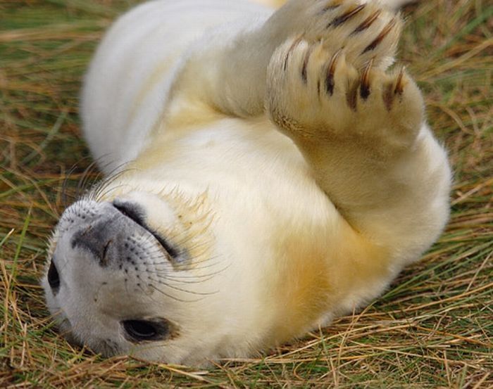 baby seal