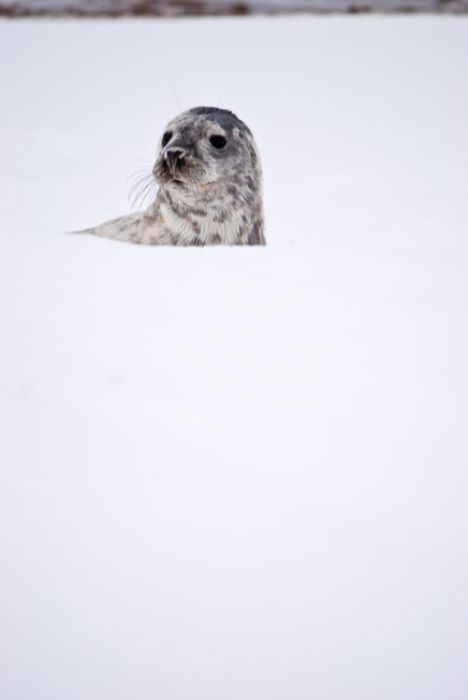 baby seal