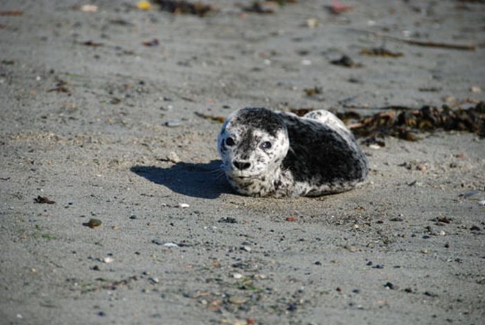 baby seal