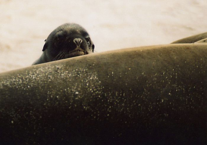 baby seal