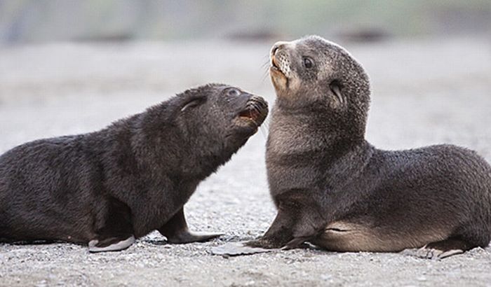 baby seal