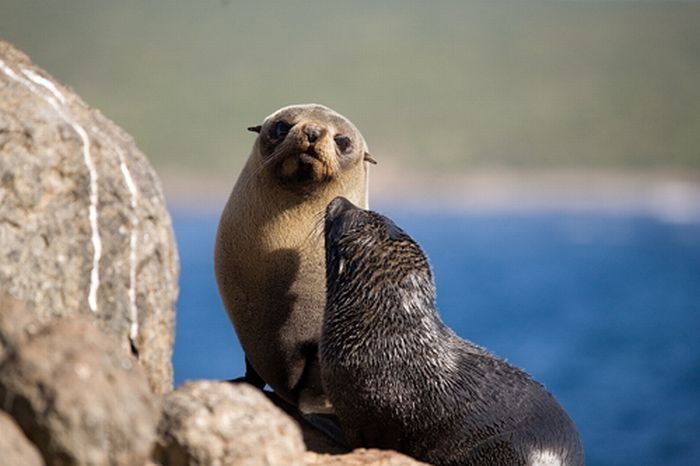 baby seal