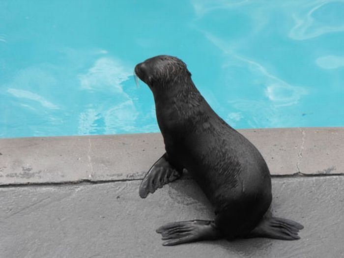 baby seal