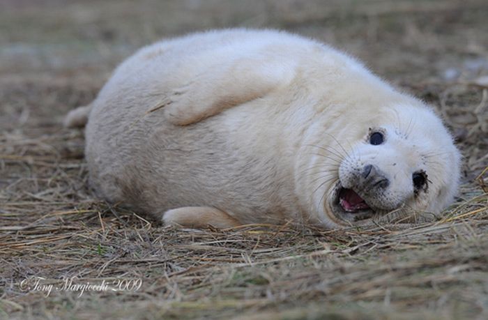 baby seal