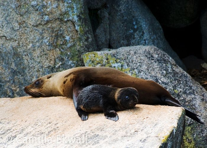 baby seal