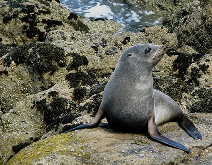 baby seal