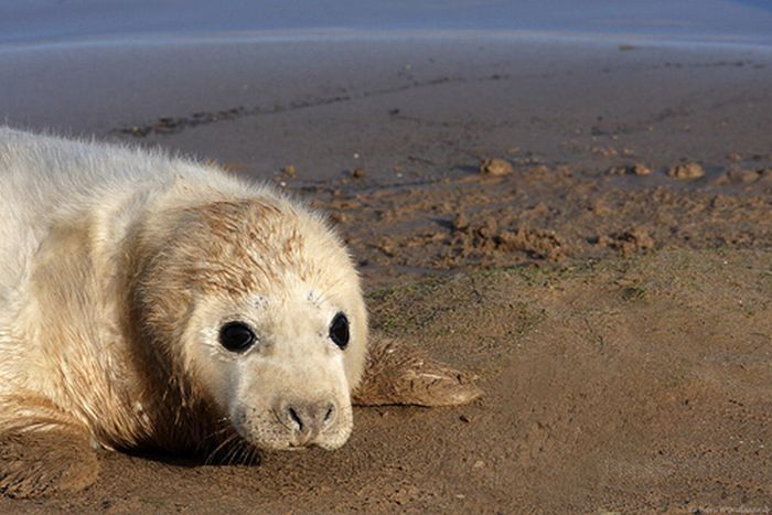 baby seal