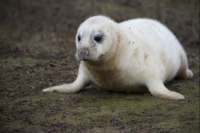 baby seal