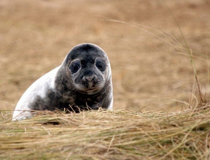 baby seal