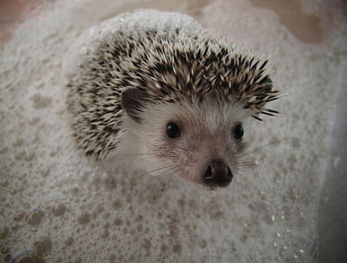 hedgehog taking bath