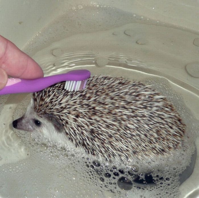 hedgehog taking bath