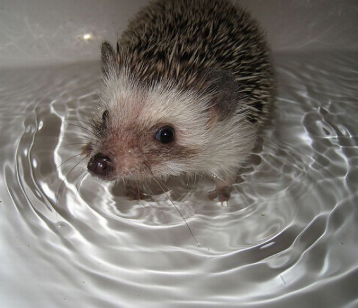 hedgehog taking bath