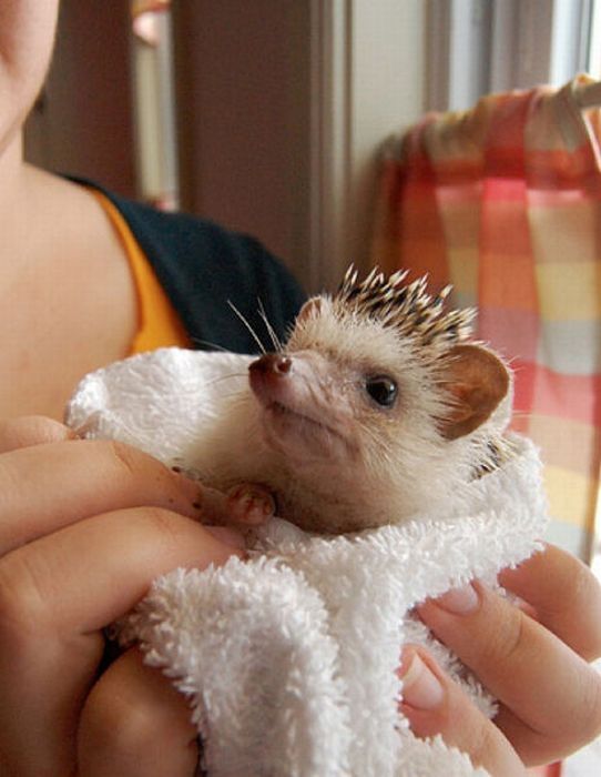 hedgehog taking bath