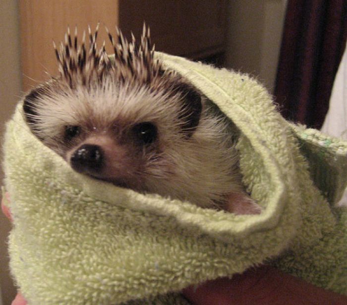 hedgehog taking bath