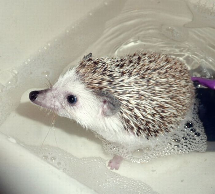 hedgehog taking bath