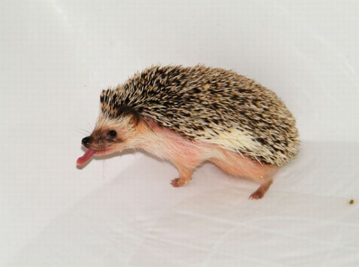 hedgehog taking bath