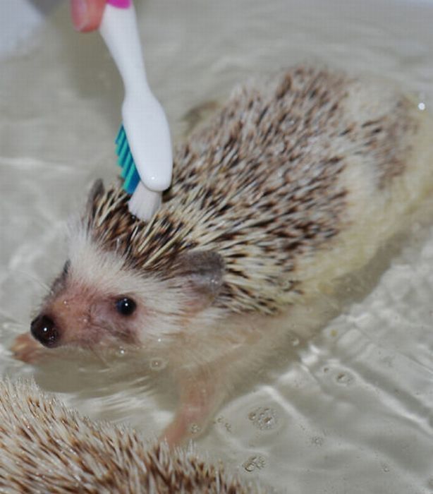 hedgehog taking bath