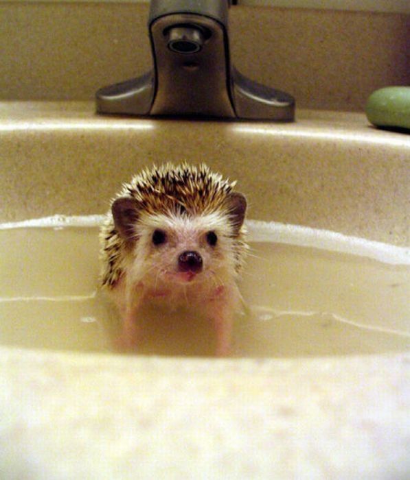 hedgehog taking bath