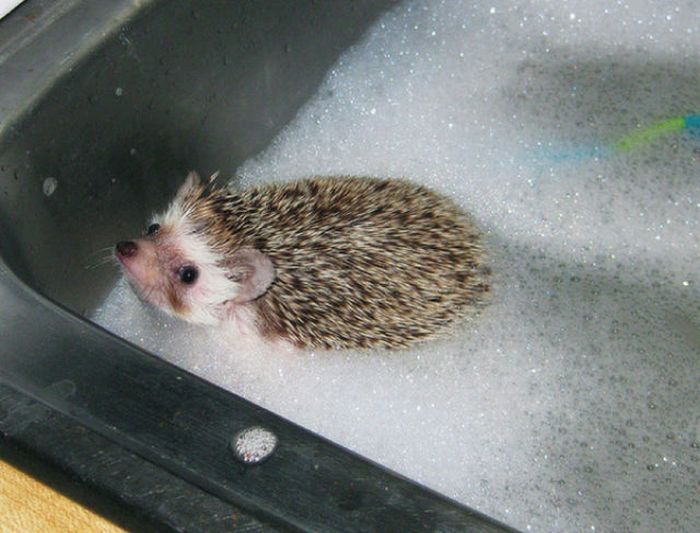 hedgehog taking bath