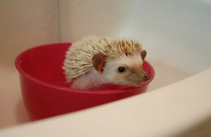 hedgehog taking bath