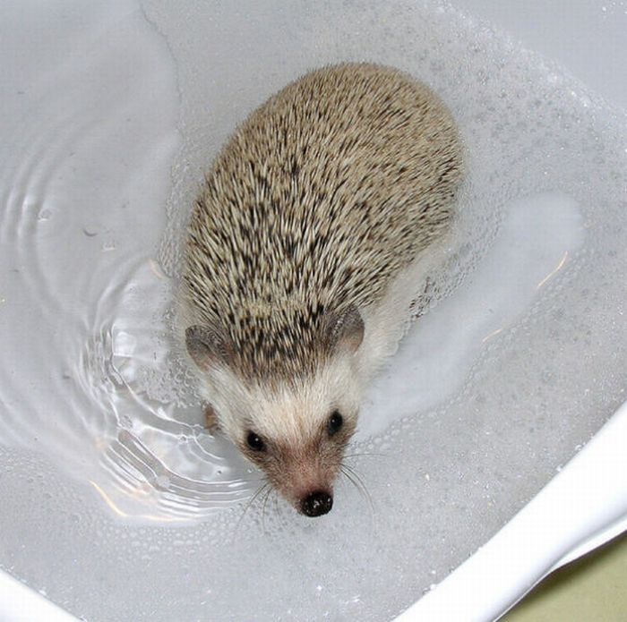 hedgehog taking bath