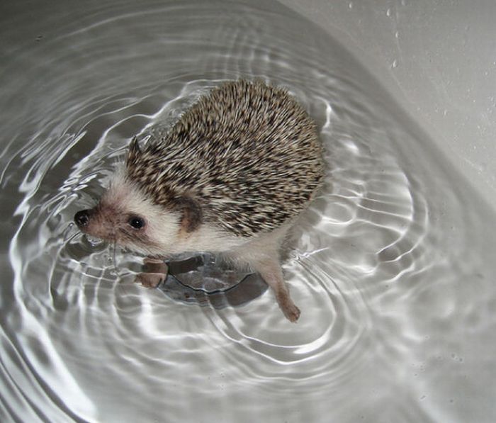 hedgehog taking bath