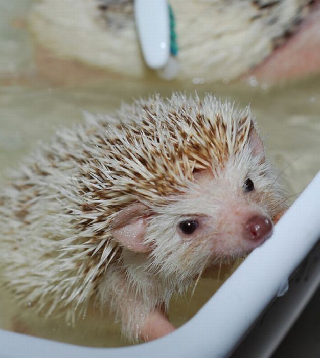 hedgehog taking bath