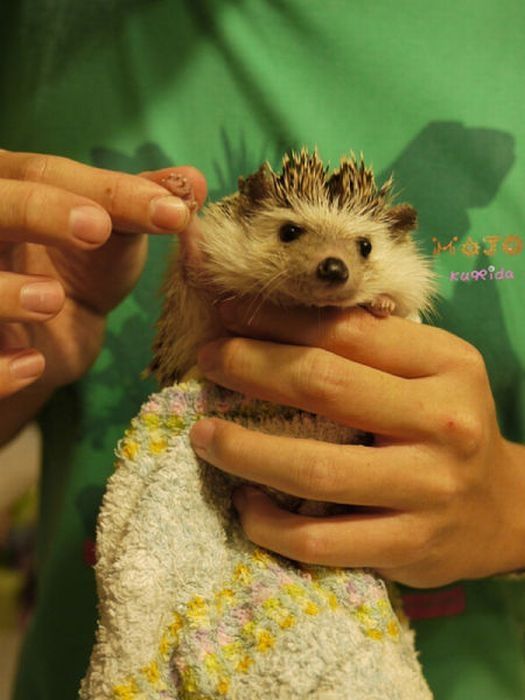 hedgehog taking bath