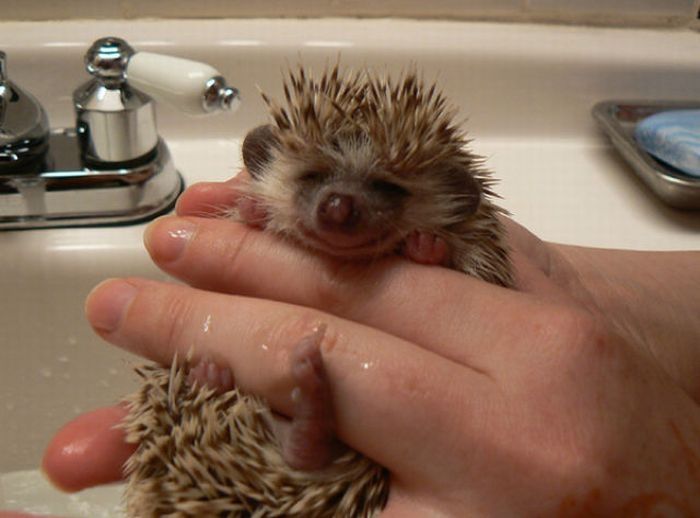 hedgehog taking bath